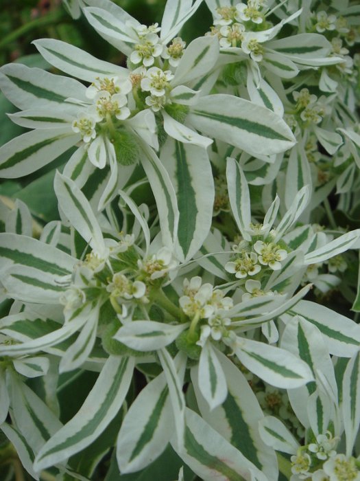 Euphorbia marginata fleur
